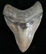 Beautiful Megalodon Tooth - Savannah, Georgia #12010-1